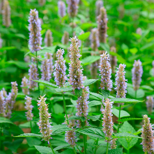 Patchouli Essential Oil Organic