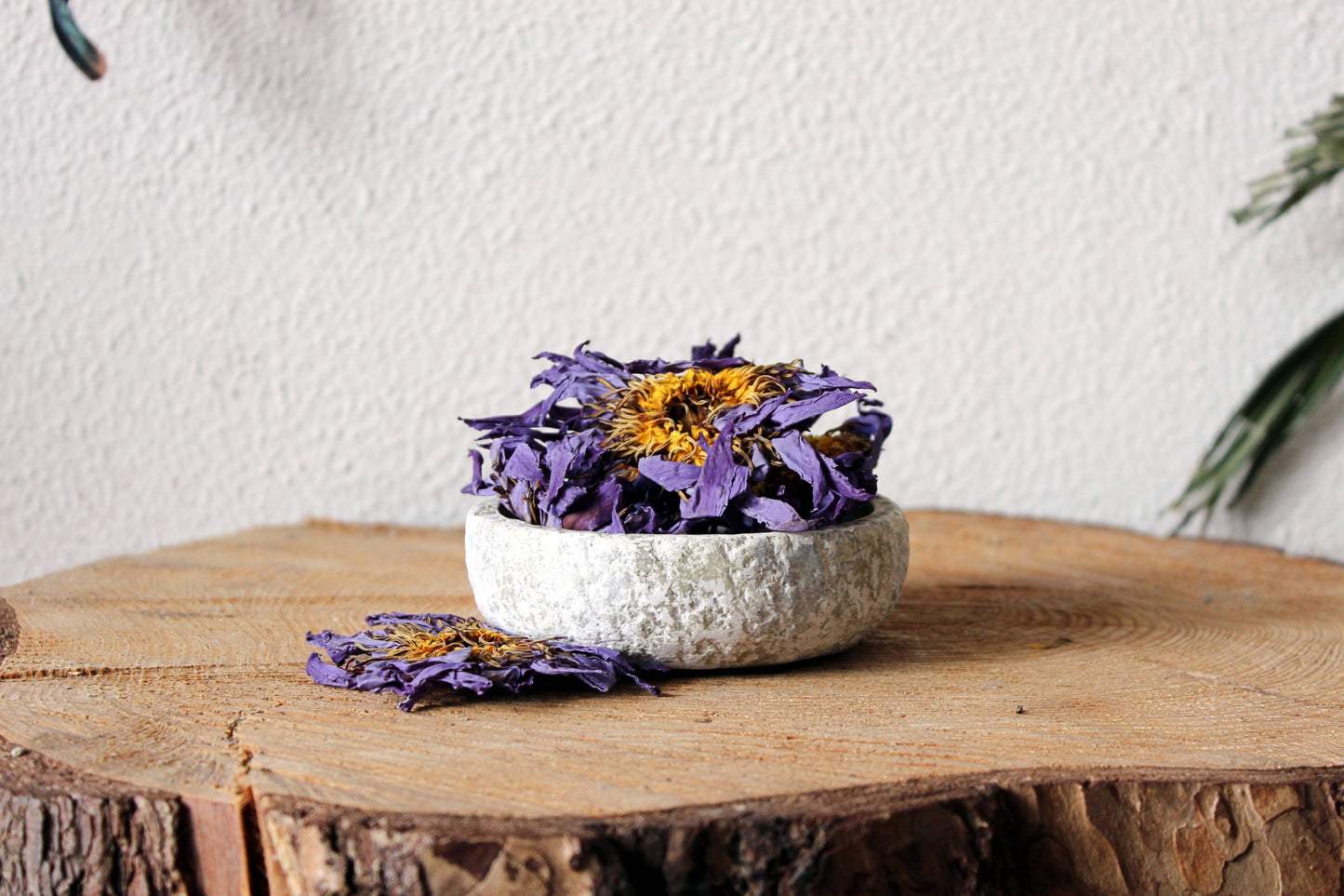BLUE LOTUS WHOLE FLOWERS