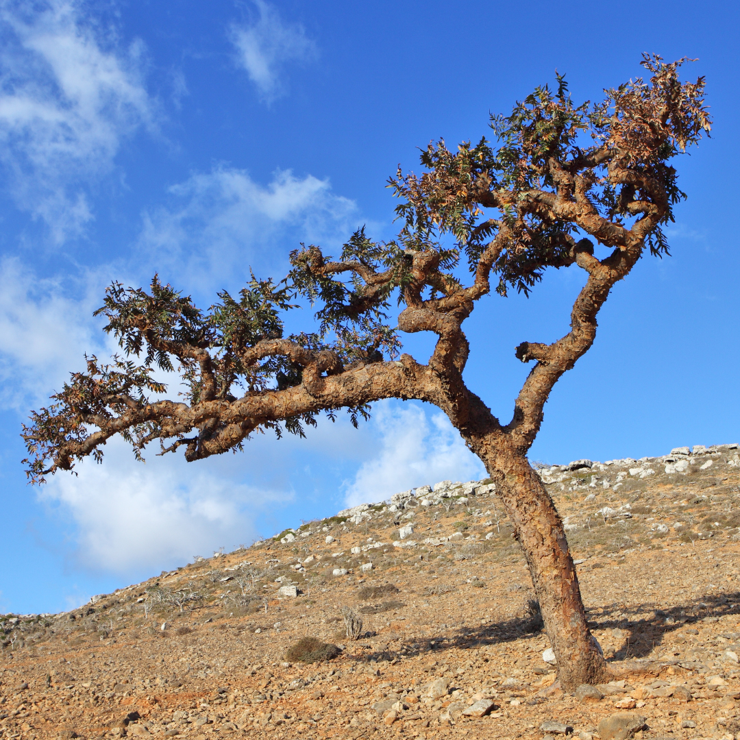 Frankincense Essential Oil Organic